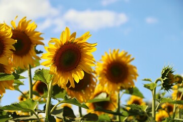 field of sunflowers