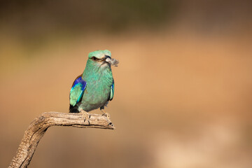 Carraca Europea cazando