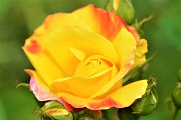 yellow rose flower