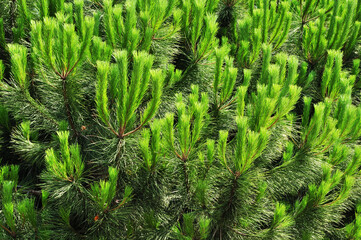 Green shoots of pine. Close-up. Pine branches. Background, texture.