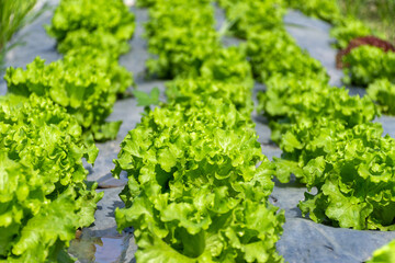 Fresh green lettuce in the organic vegetable farm.