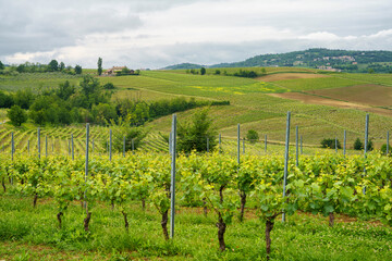 Fototapeta na wymiar Vineyards of Monferrato near Vignale at springtime