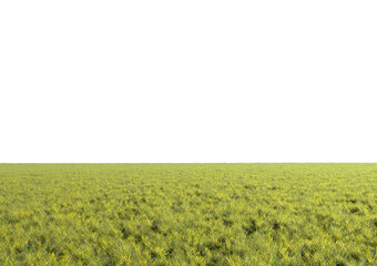 Realistic empty green grass field isolated on white background. Horizontal clean panorama. Bright 3d illustration.