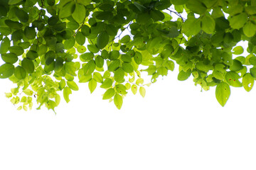 Fototapeta na wymiar Light green leaves isolated on white background.