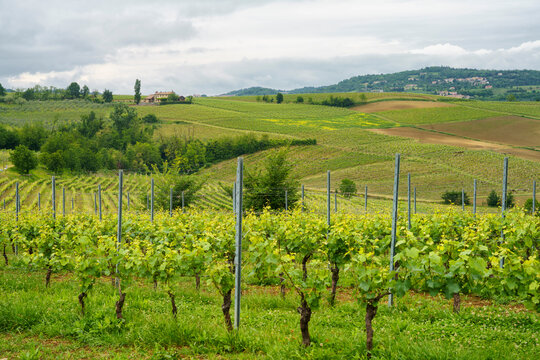 Vineyards of Monferrato near Vignale at springtime