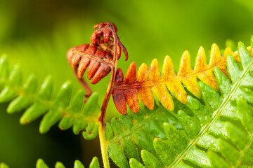 Fern turning color for autumn close up