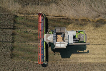 Plakat Harvesting of wheat in summer. Harvesters working in the field. Combine harvester agricultural machine collecting golden ripe wheat on the field. View from above. View from drone.