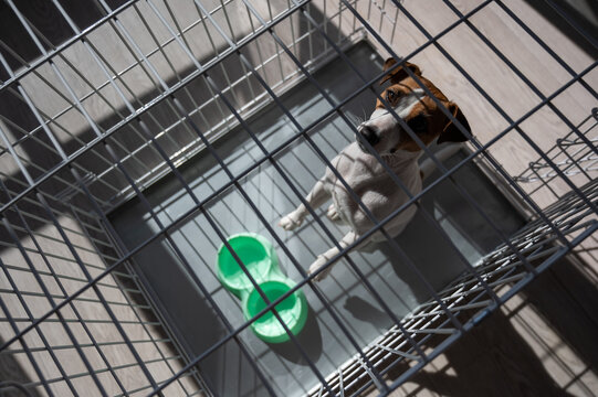 Sad Dog Jack Russell Terrier Sits In A Cage And Waits For Food At An Empty Bowl. View From Above