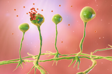 Rhizopus mold, also known as bread mold and black fungus, 3D illustration © Dr_Microbe