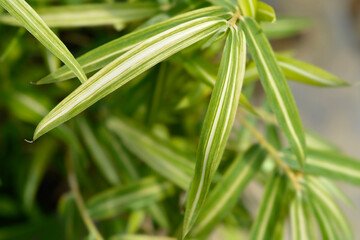 Obraz premium Dwarf white-striped Bamboo