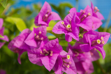Fototapeta na wymiar Close up natural light early morning purple flower