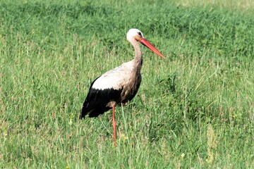 Ein, auf einer feuchten  Wiese stehender Storchenvogel