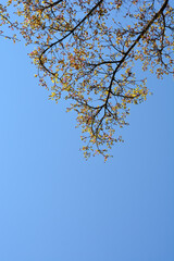 Japanese Maple