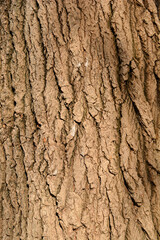 White poplar bark