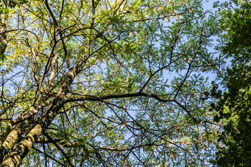 tree foliage in the morning light