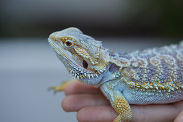 Dragón barbudo