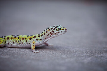 Gecko