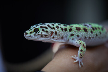 Gecko