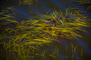 natural grove of herbs on a lake in Quebec, Canada