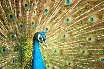 Obraz premium Golden pheasant and peacock that give off a majestic color, 荘厳な色彩を放つ金鶏と孔雀