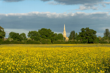 A meadow full of yellow Buttercups on a spring evening. With a church spire in the distance. Upton Upon Severn, UK. - obrazy, fototapety, plakaty