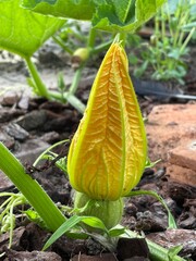 pumpkin growing in the garden