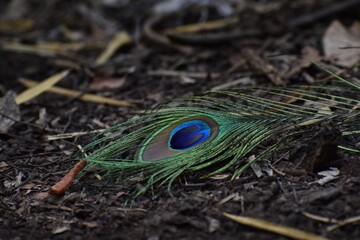 Fototapeta premium A beautiful peacock feather.