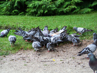 Fototapeta premium Urban pigeons public health problem