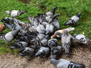 Urban pigeons public health problem