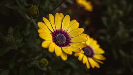 yellow flower in the garden