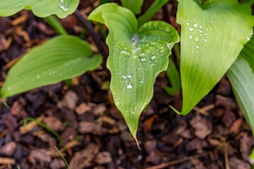 Hosta lancifolia 'Red October' lotus effect in rain