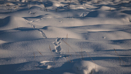 animal traces or footprints on snow covered ground in forest, tree trunks under snow makes the cover look like hills or mountains, cold winter evening sunset light   , minimalist landscape of Latvia