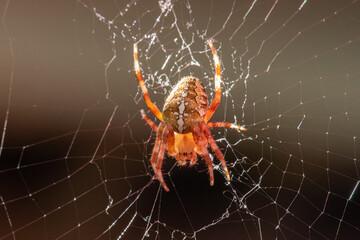 A European garden spider, Araneus diadematus, in its web..