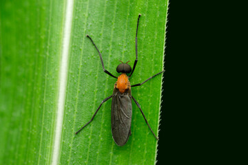Black-winged Fly, Penthetria heteroptera, Satara, Maharashtra, India