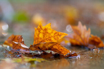 Autumnal plane tree leaf in the puddle with clear water in the rain, rainy weather in the city