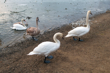 White swans stand in the water. Reflections of the golden sun in a blue pond.