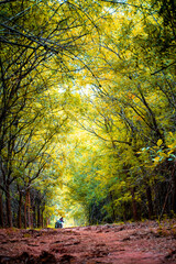 Autumn in the forest.