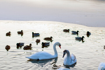 Fototapeta premium white swans group on the lake swim well under the bright sun