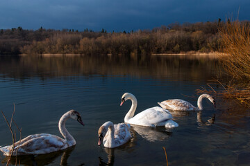 white swans group on the lake swim well under the bright sun