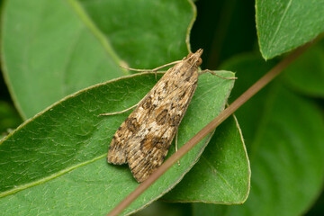 The common gray, is a moth of the family Geometridae. Anavitrinella pampinaria, Satara, Maharashtra, India