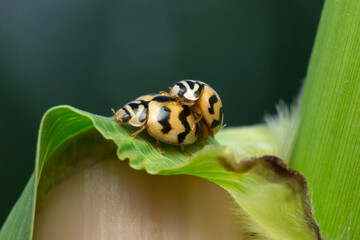 Mating of ladybird beetle, Coccinellidae, Satara, Maharashtra, India
