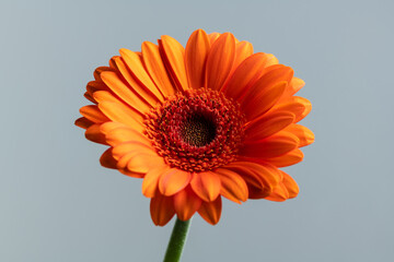 orange gerbera flower