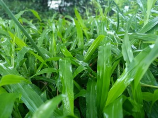 green corn field