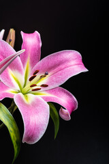 pink lily flower
