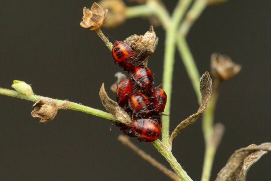 Stink bug, Pentatomidae family, Satara, Maharashtra, India