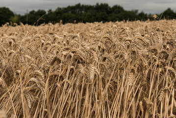 Rye field ready for harvest - West Yorkshire, United Kingdom.