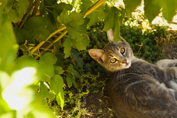 Cute baby cat playing in the garden