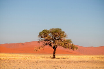 Obraz premium Lonely dry tree stands in the middle of the Namib Desert, next to a sand dune of Sossusvlei