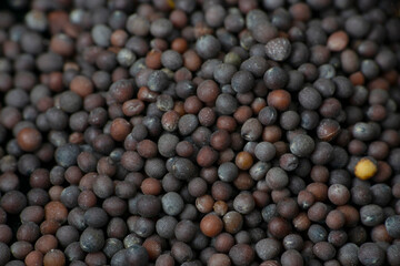 Black mustard, Brassica nigra macro closeup, Satara, Maharashtra, India