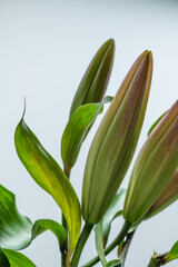 Fototapeta premium Lily bud
